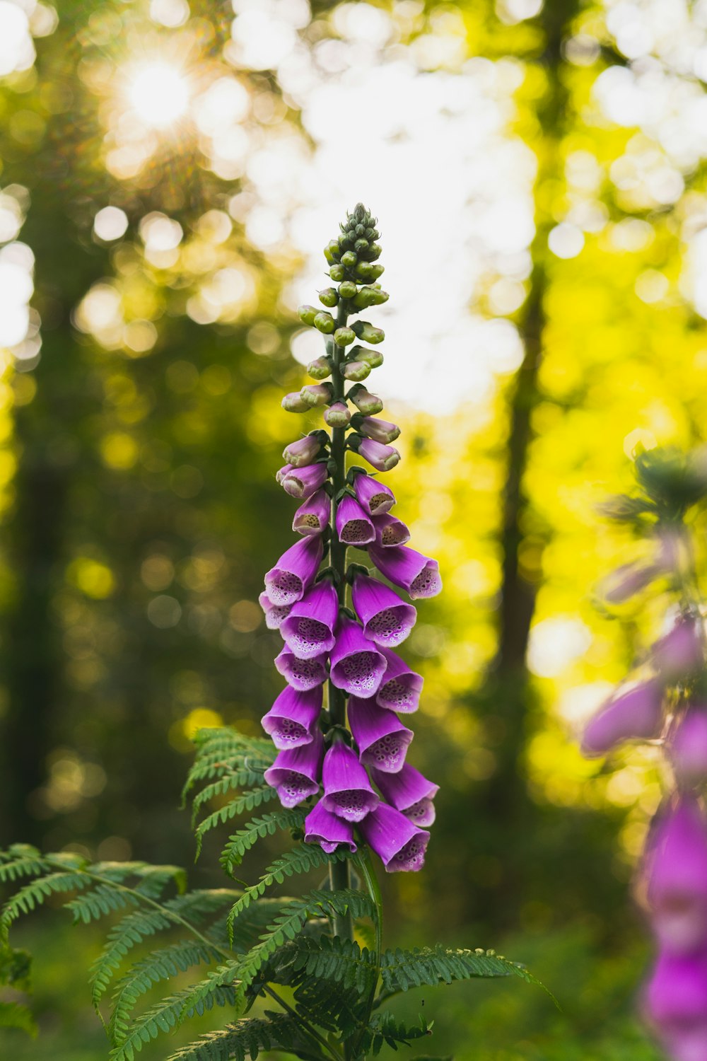 purple flower in tilt shift lens