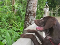 A brown dog with its front paws resting on a white fence, gazing over it. Lush green foliage surrounds the area, with a large tree trunk in the background and a metal gate partially visible. The dog appears alert and interested in its surroundings.