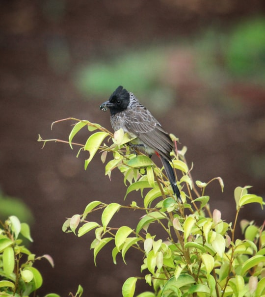 black and brown bird on green plant in Panshet India