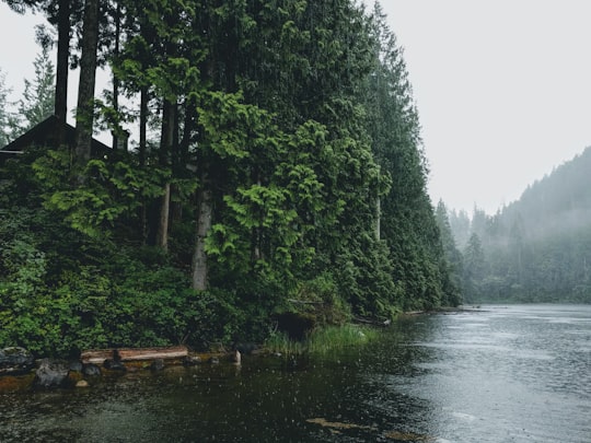 green trees beside river during daytime in Maple Ridge Canada