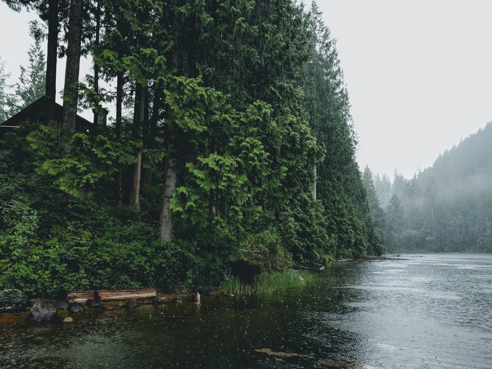 green trees beside river during daytime