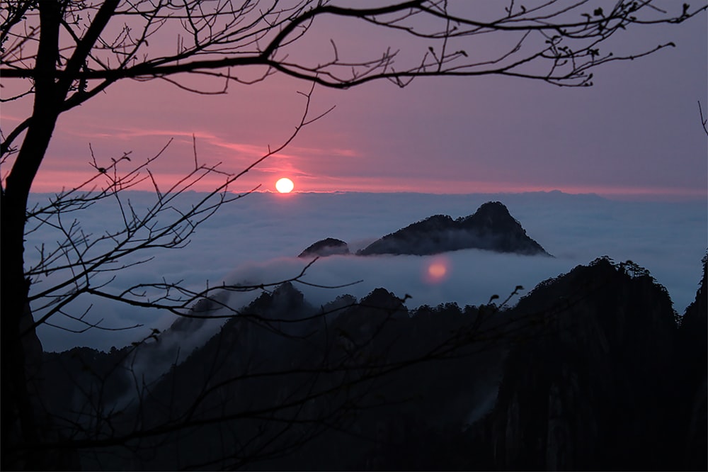 bare tree near mountain during sunset