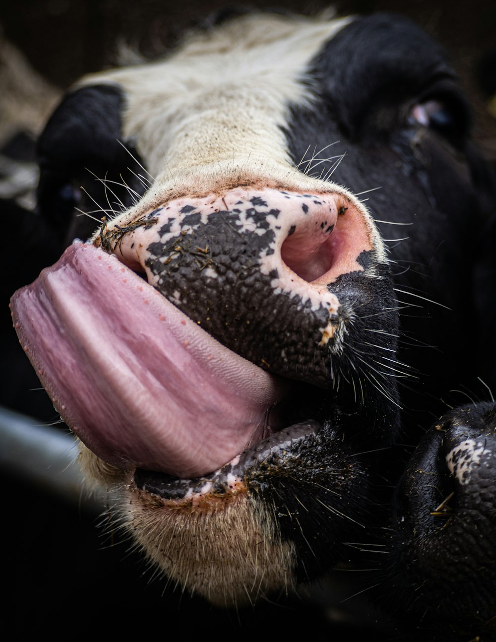 black and white cow showing tongue
