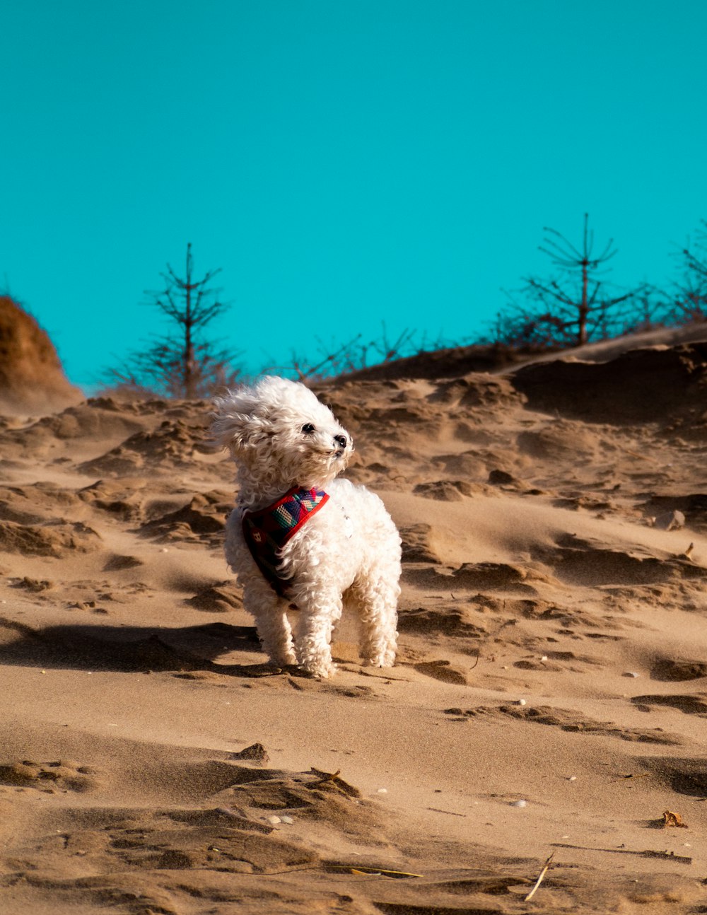 caniche blanc sur sable brun pendant la journée