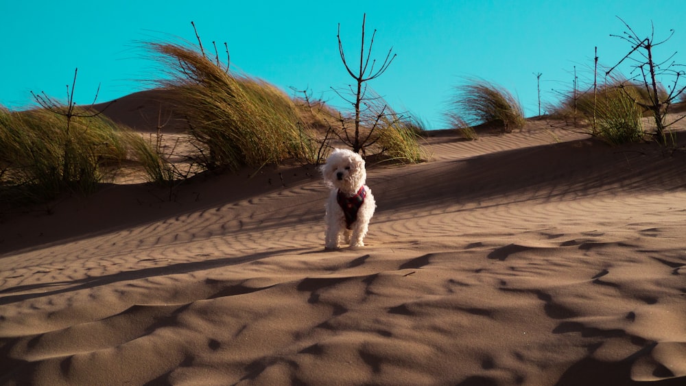 cachorro de caniche blanco en arena marrón durante el día