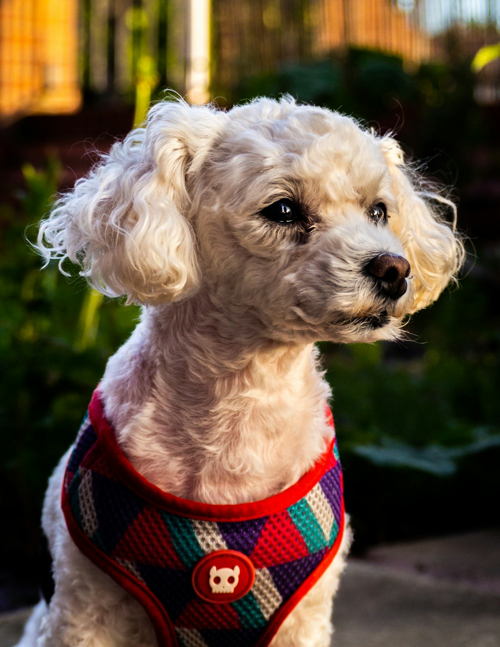 Caniche blanco con camisa de rayas rojas y negras