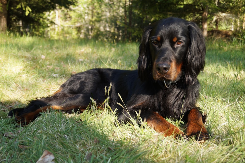 black and brown short coated dog lying on green grass field during daytime