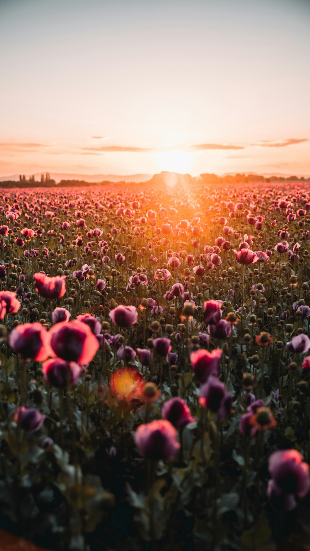 Campo de flores rojas durante la puesta del sol