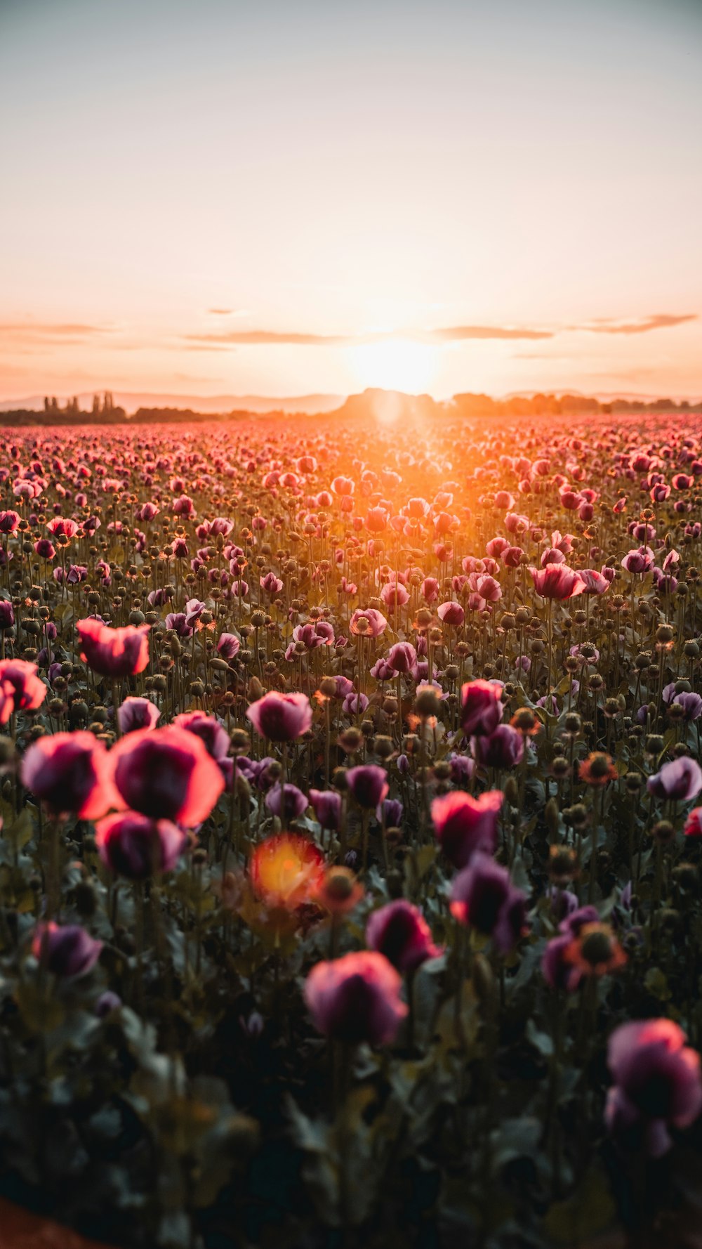 red flower field during sunset