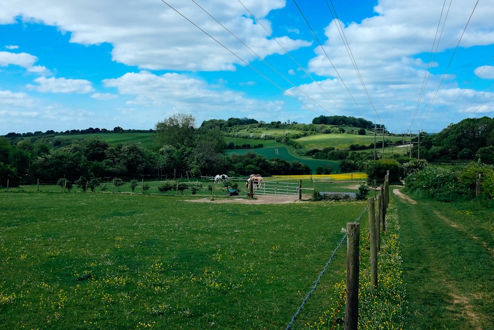 Grünes Grasfeld unter blauem Himmel tagsüber