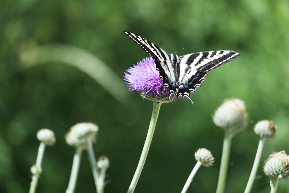 black and white butterfly perched on purple flower in close up photography during daytime