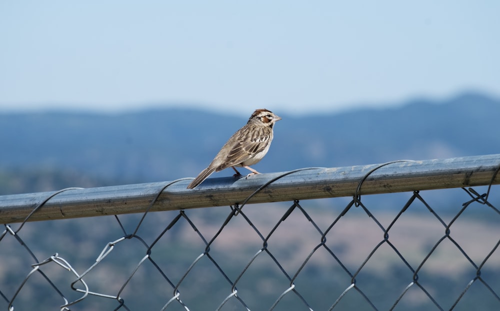 brown bird on black metal fence during daytime