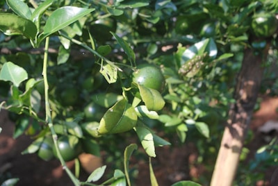 A close-up view of a citrus tree branch filled with green leaves and several unripe green fruits. Sunlight is dappled across the foliage, highlighting the shiny surface of the leaves and fruits. The background is a blur of more leaves, branches, and some visible parts of a wooden support.