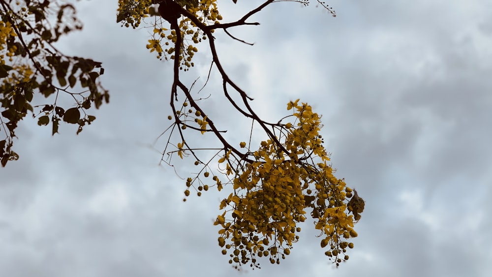 yellow leaves on tree under white clouds during daytime