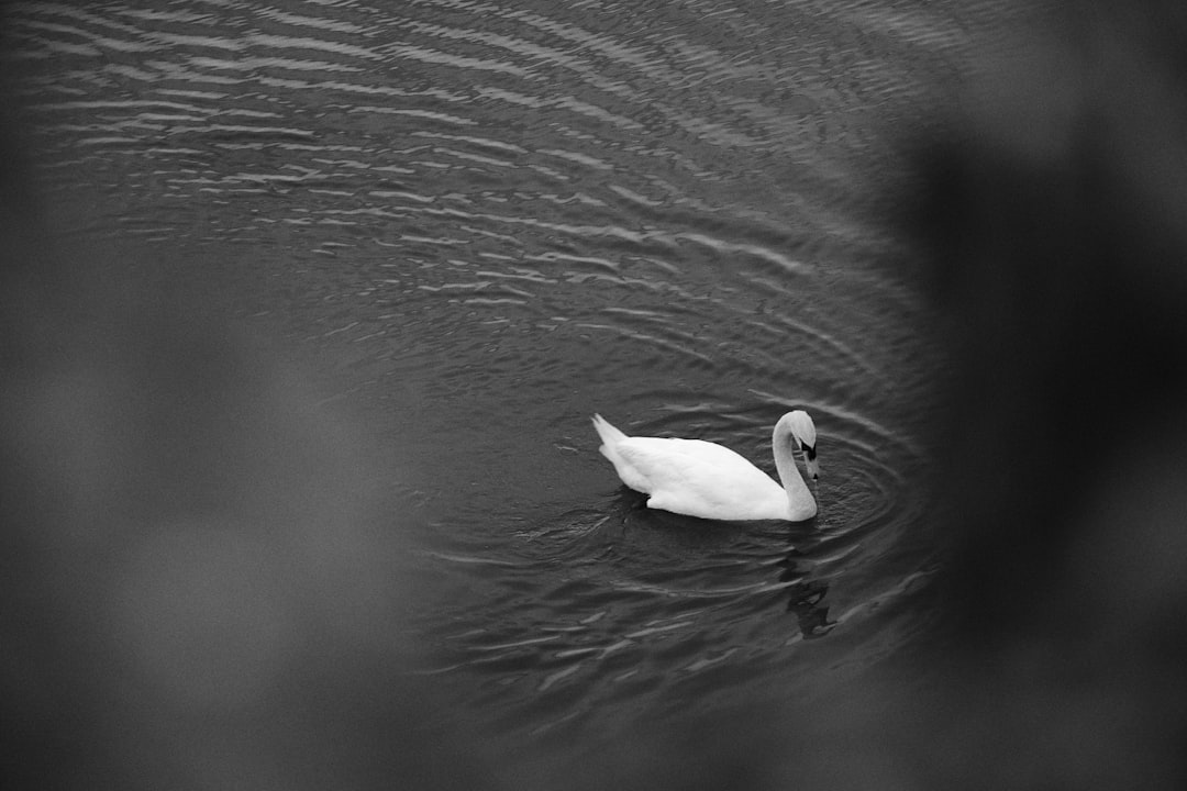 White swan on dark water