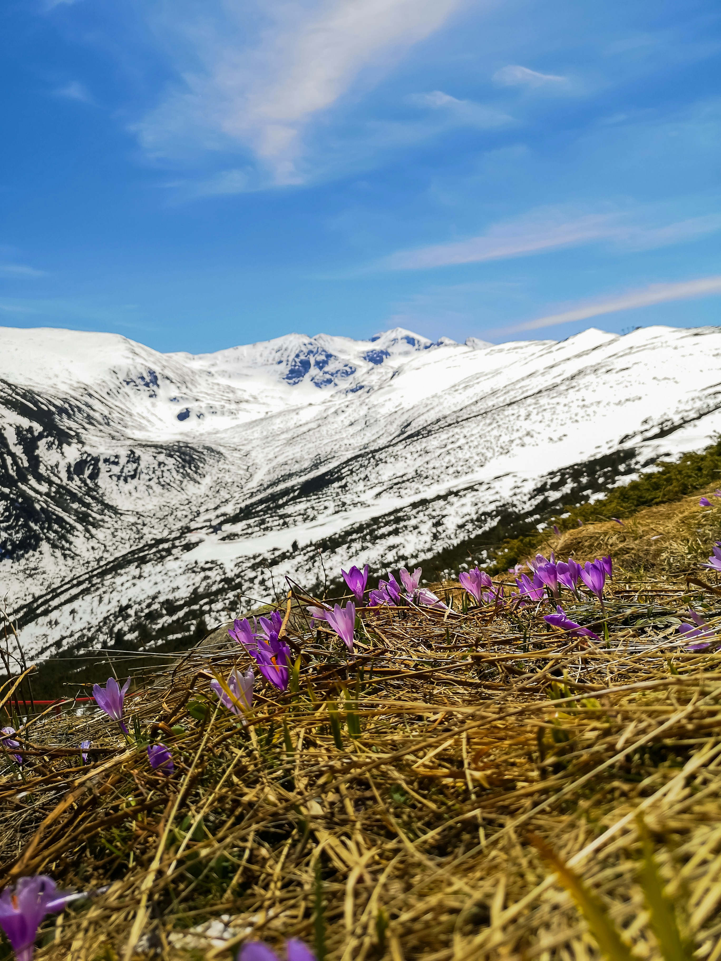 purple flower on green grass field near snow covered mountain during daytime