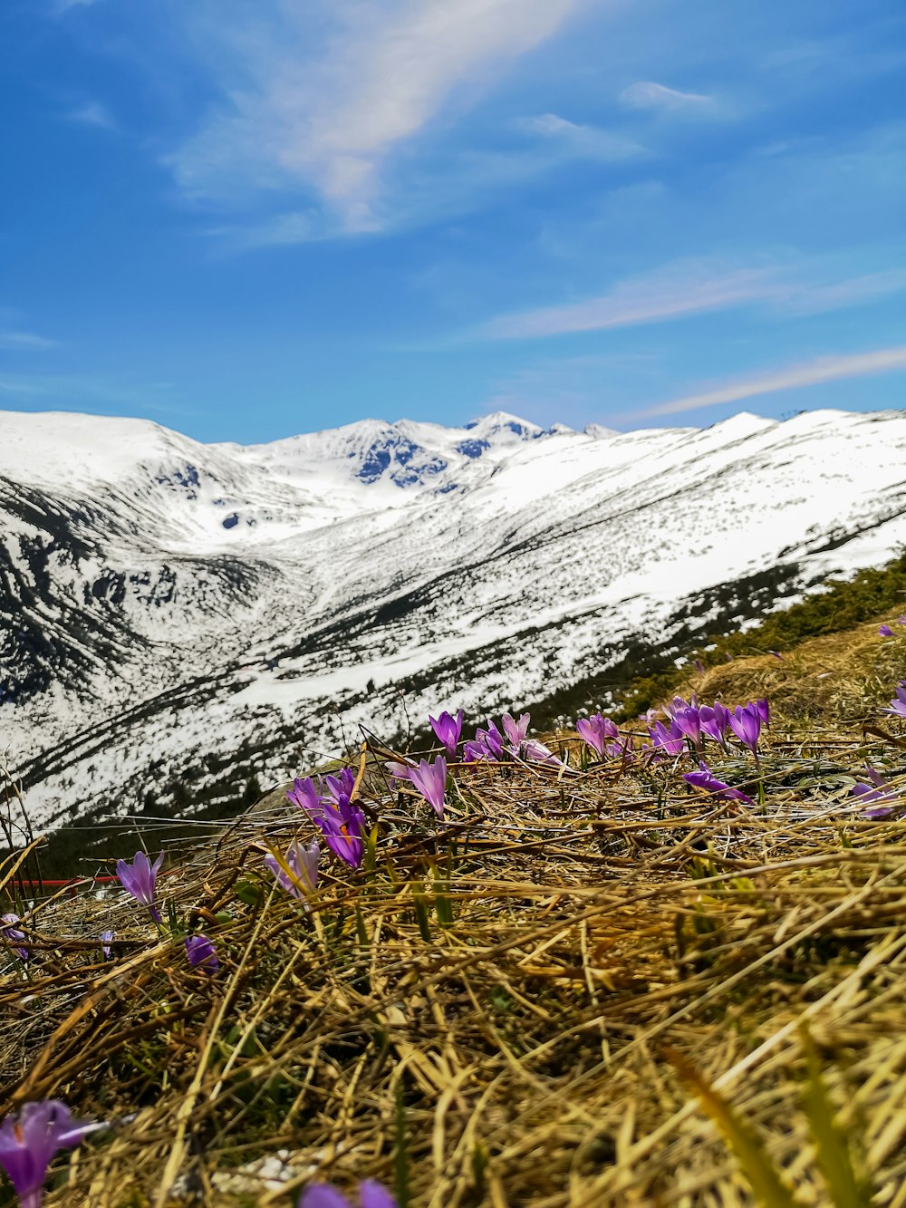 fiore viola sul campo di erba verde vicino alla montagna coperta di neve durante il giorno