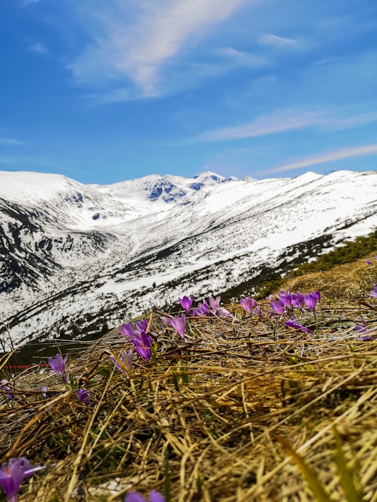 purple flower on green grass field near snow covered mountain during daytime in Rila Bulgaria