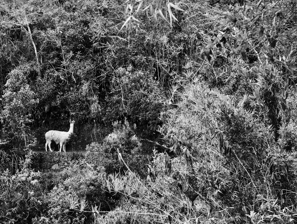 Photo en niveaux de gris d’un mouton sur une forêt