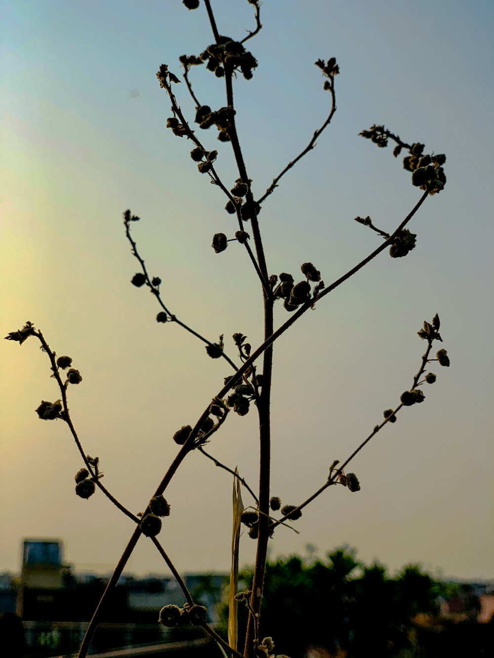 black flowers with water droplets