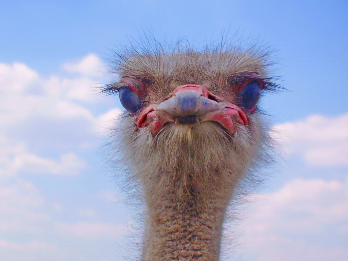 Ostrich head looking at the camera under a blue sky