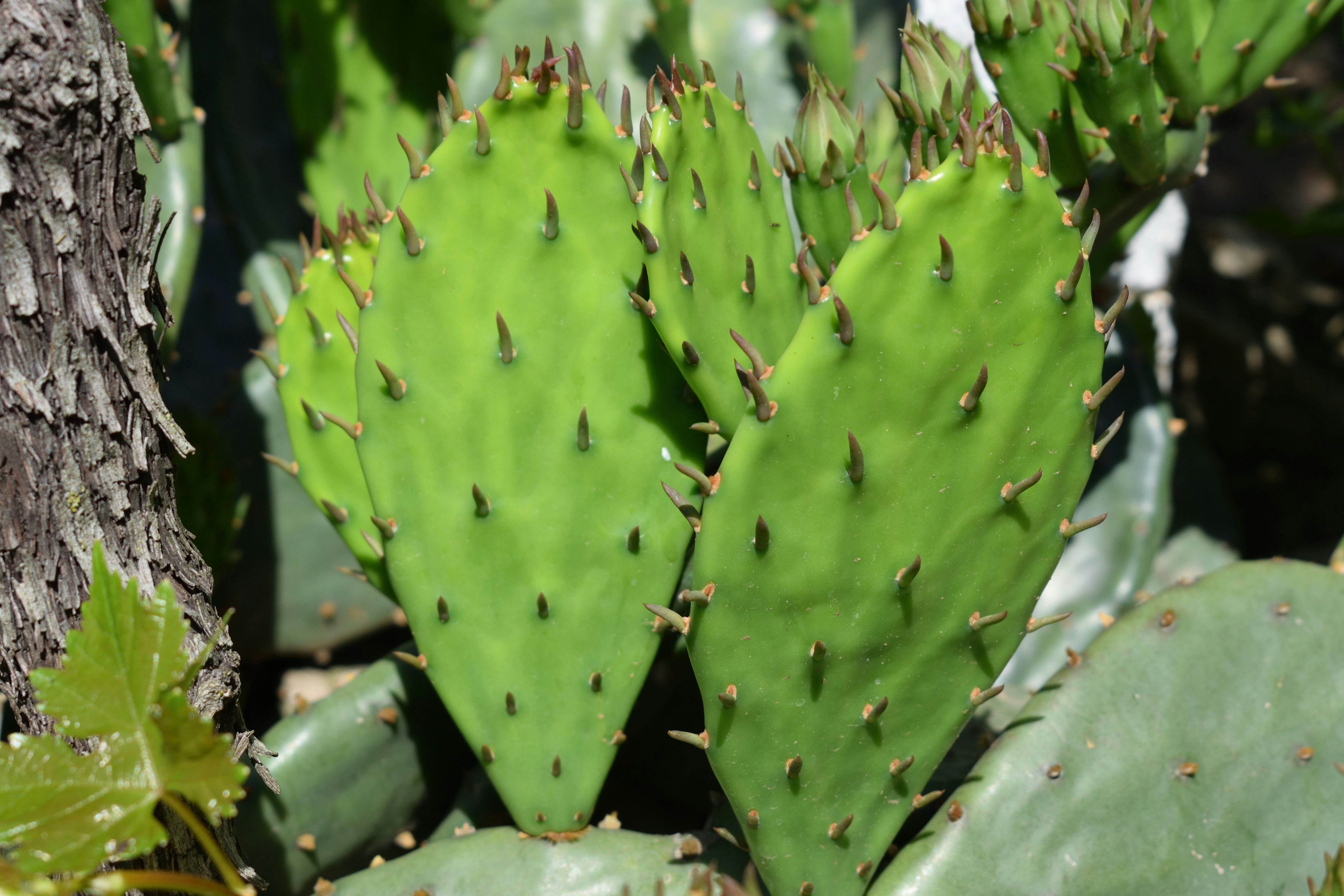 green cactus in close up photography