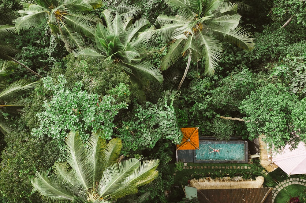 green palm tree near brown wooden bench