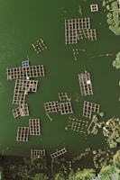 Aerial view of multiple rectangular and square fish farming enclosures or platforms floating on a dark green body of water, surrounded by greenery. The structures are arranged in a seemingly random pattern, with some vegetation visible at the edges.