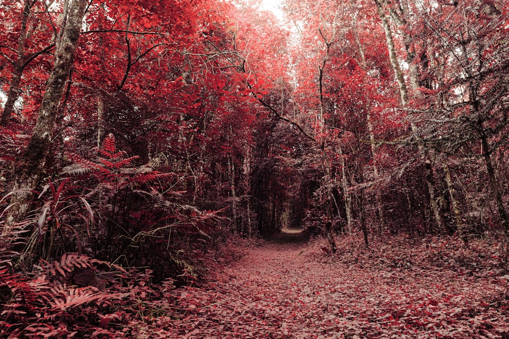 red and brown trees during daytime