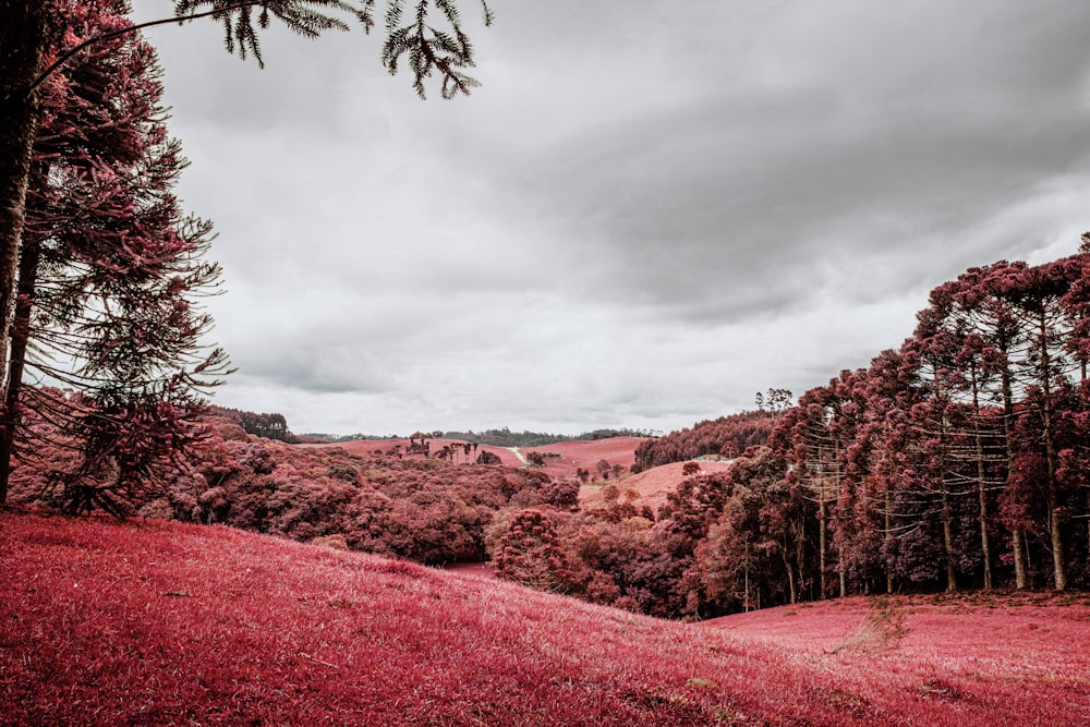 red flower field under cloudy sky during daytime