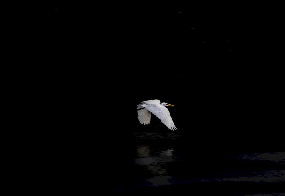 white bird flying over the water during daytime
