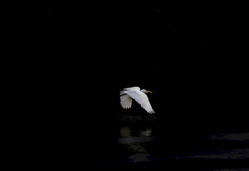 Weißer Vogel, der tagsüber über das Wasser fliegt