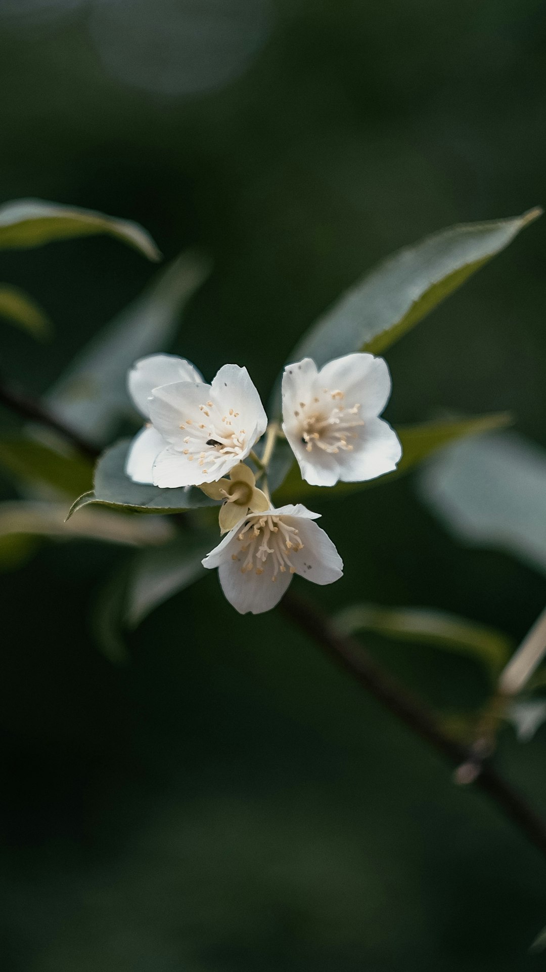 white flower in tilt shift lens