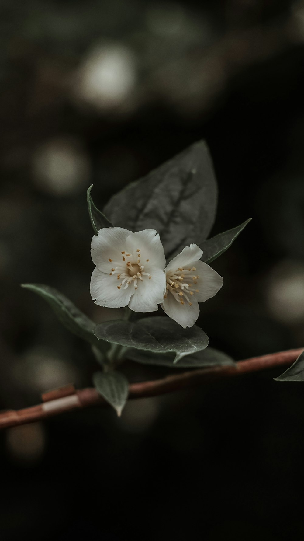 a close up of a flower on a branch