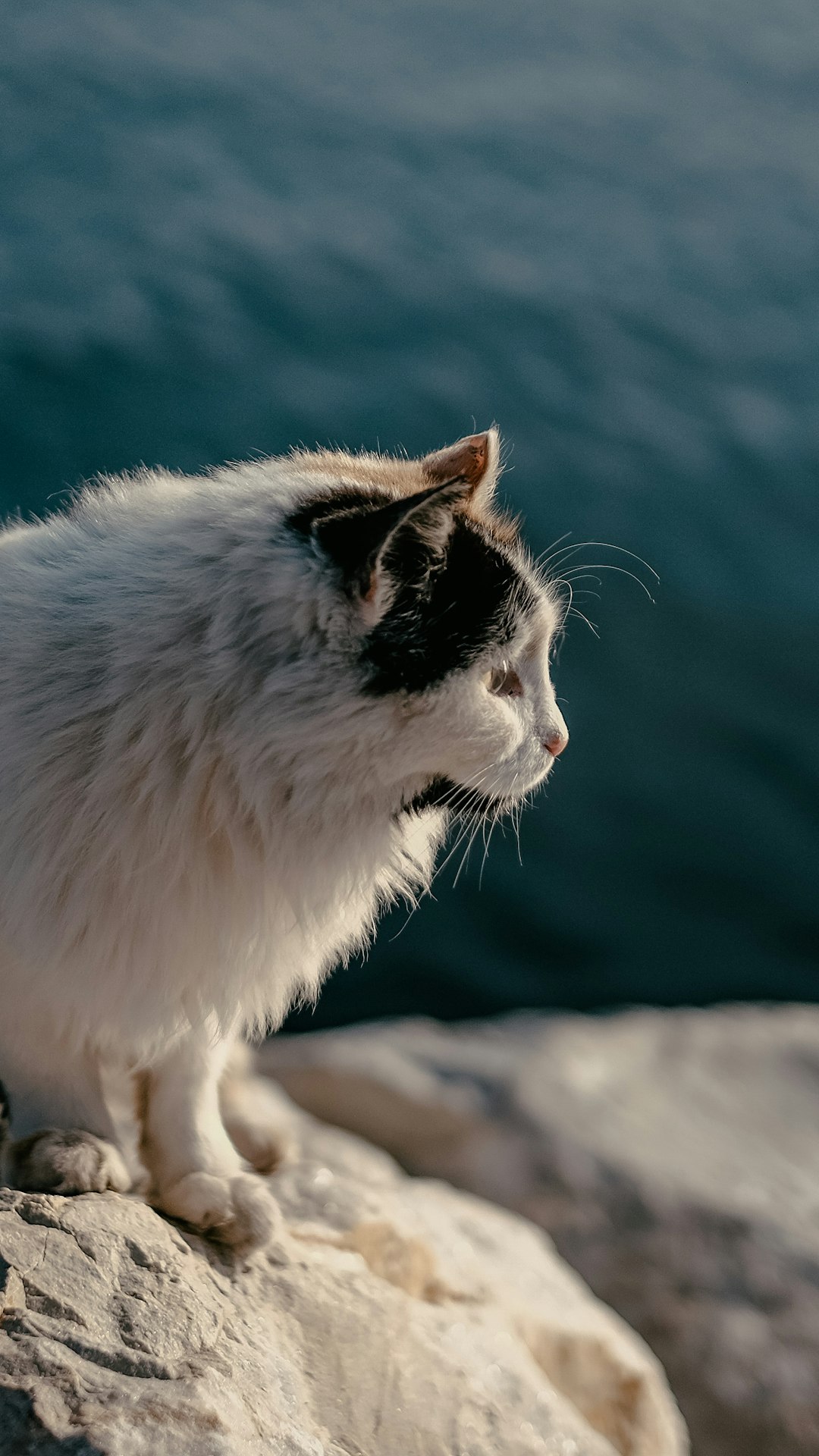 white and black cat on brown rock