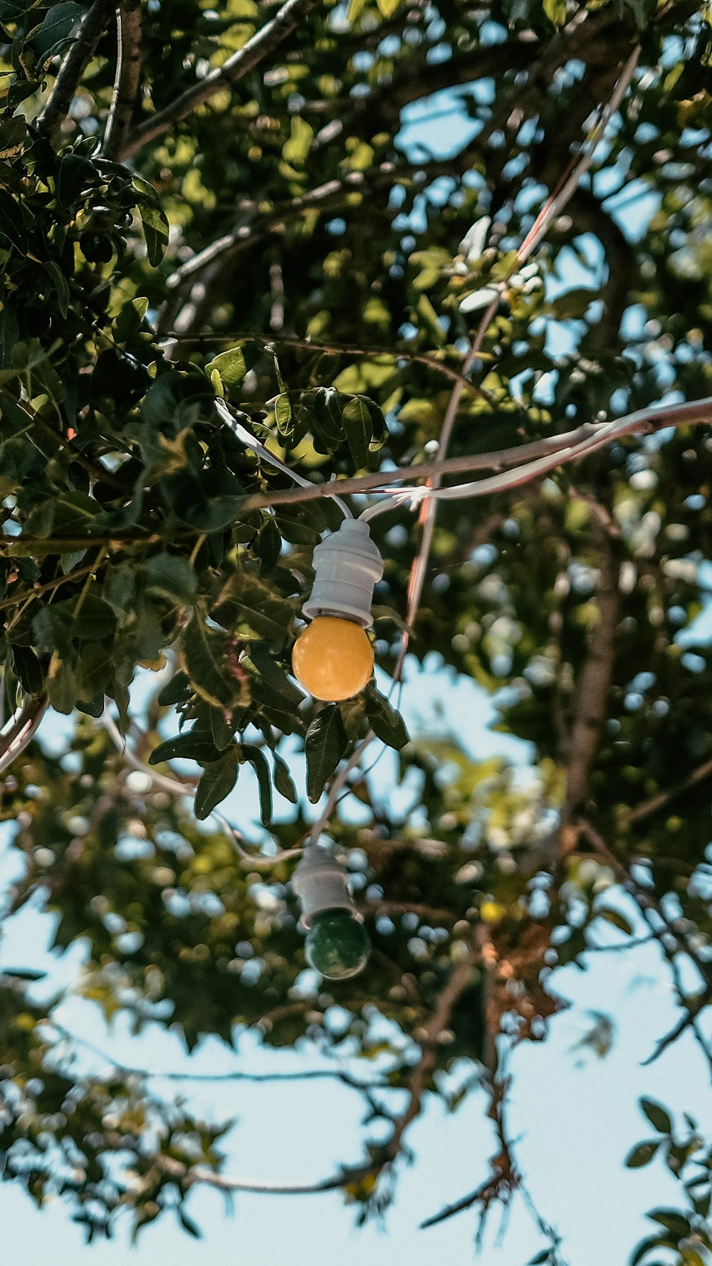 낮 동안 나무에 노란색 둥근 과일