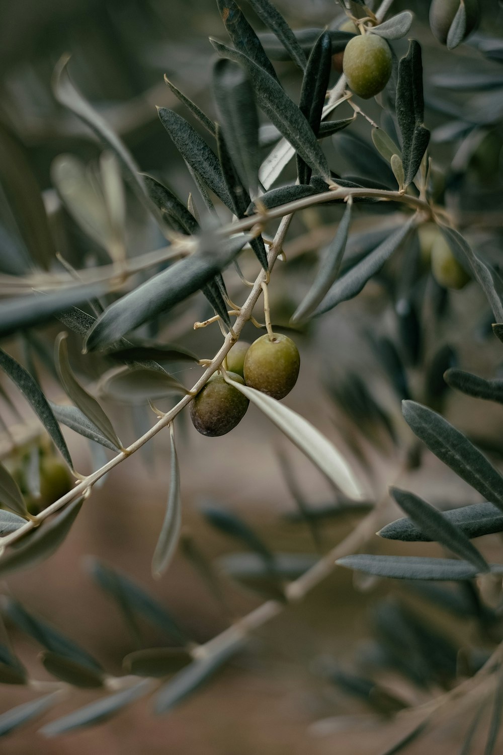 green and brown round fruit