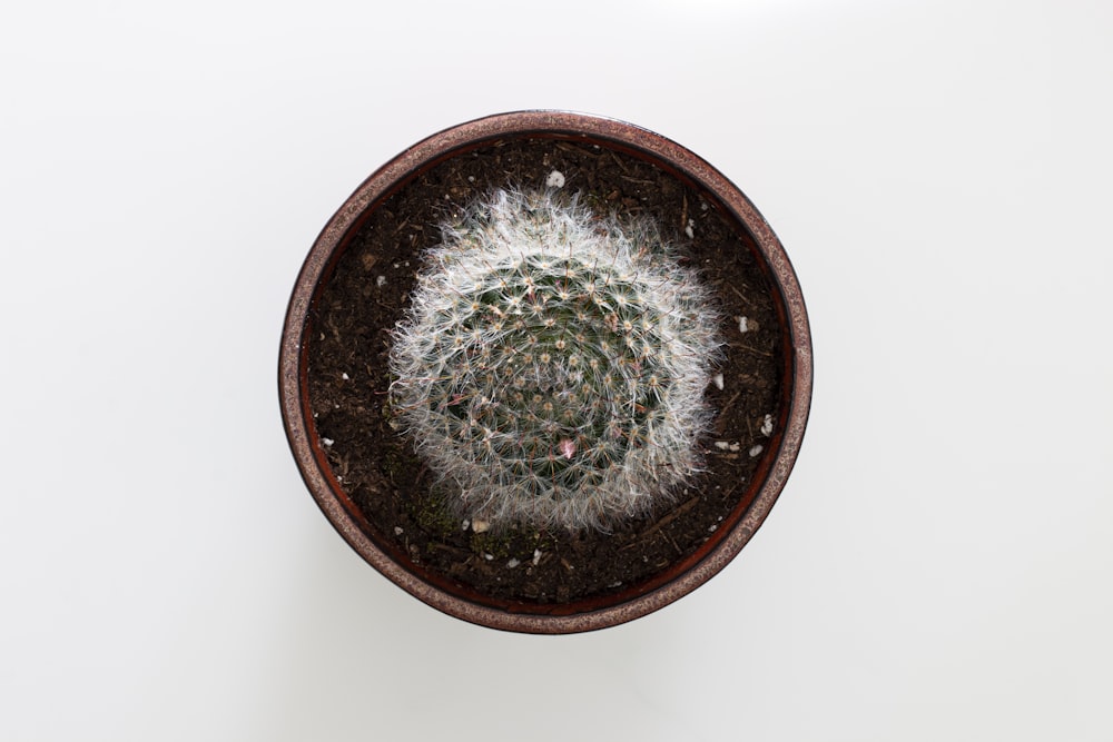 green cactus plant on brown round pot