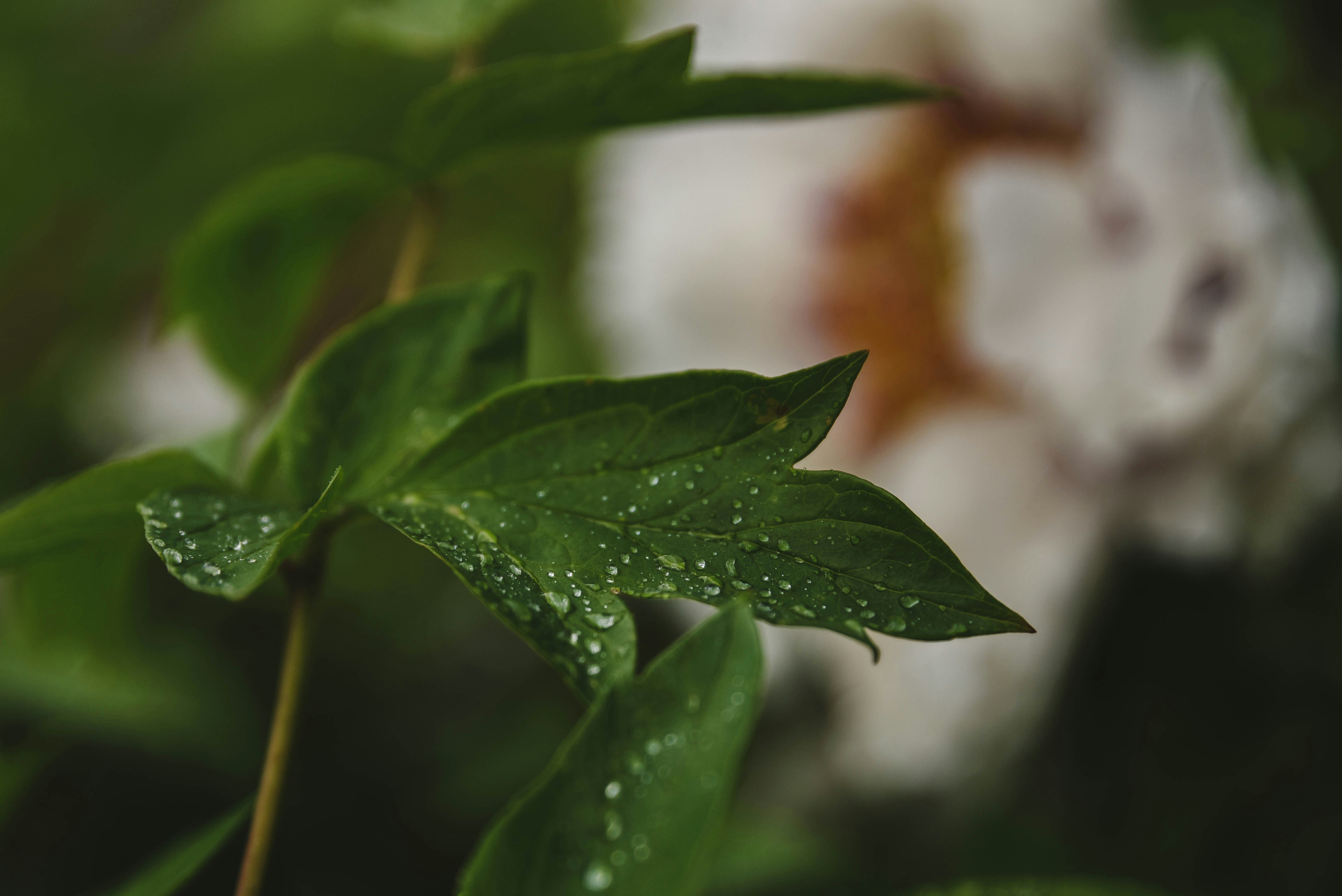 green leaf in tilt shift lens four leaf clover teams background