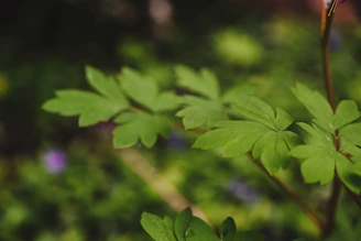 Close-up of delicate herbal leaves bathed in soft natural light, highlighting their vibrant green hues and intricate textures.