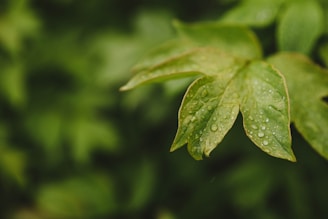Screenshot of a green-themed website homepage with clean layout and nature-inspired design.