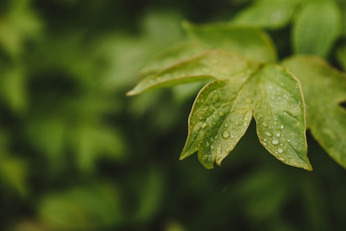 Happy client testimonial displayed on a green-themed background.