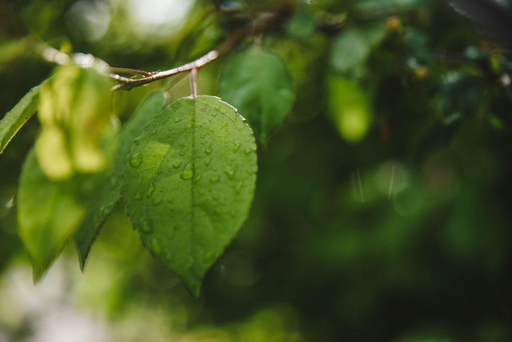 a green leaf with drops of water on it