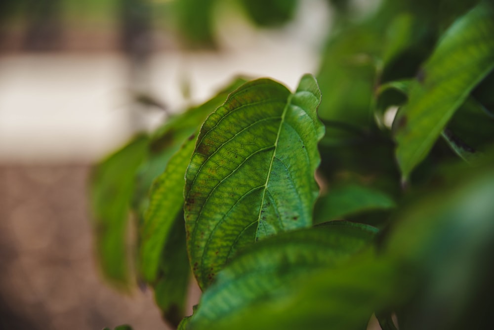 a close up of a green leaf on a tree