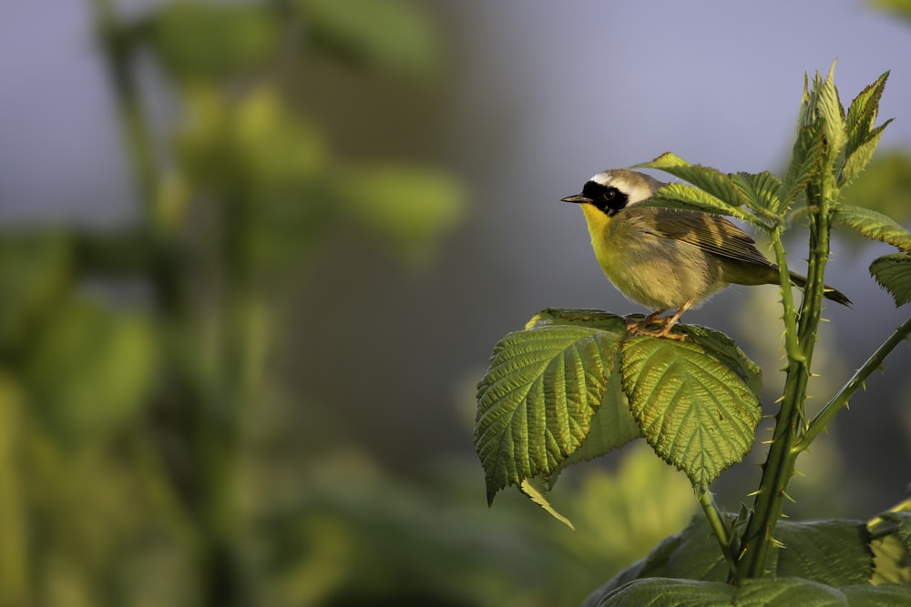 green and yellow bird on green leaf