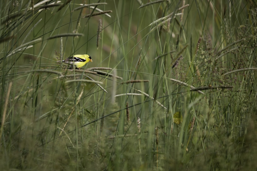 yellow and black bird on green grass during daytime