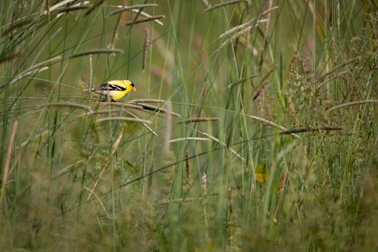 yellow and black bird on green grass during daytime in Colony Farm Regional Park Canada