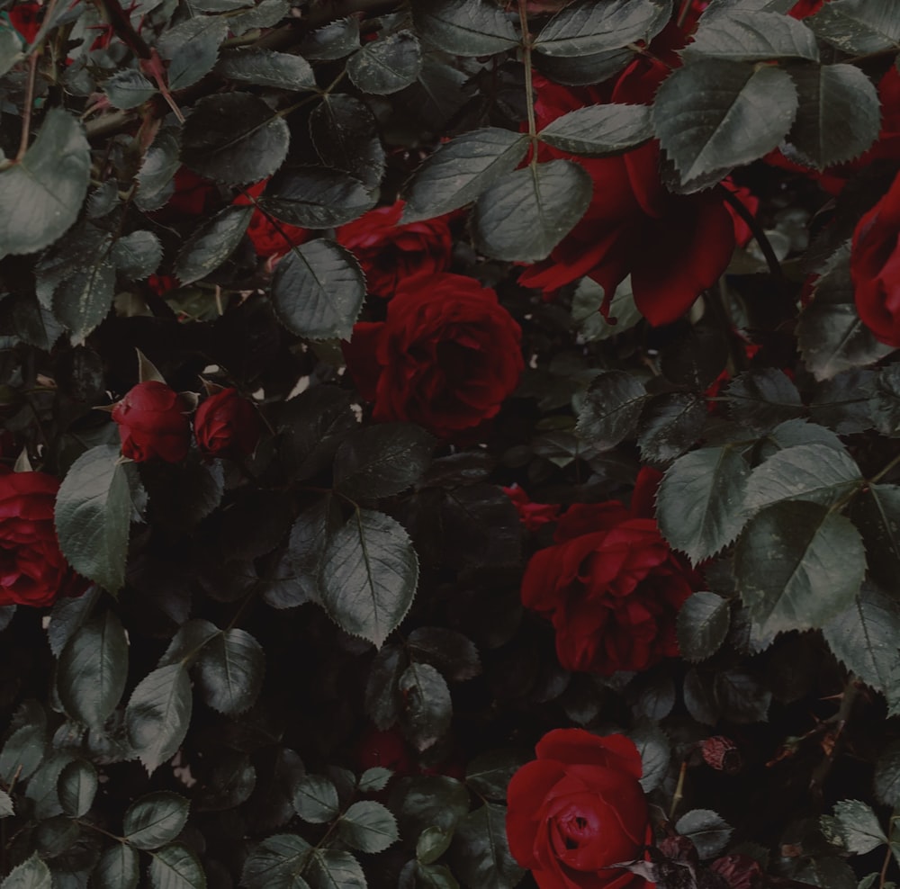 red rose with green leaves