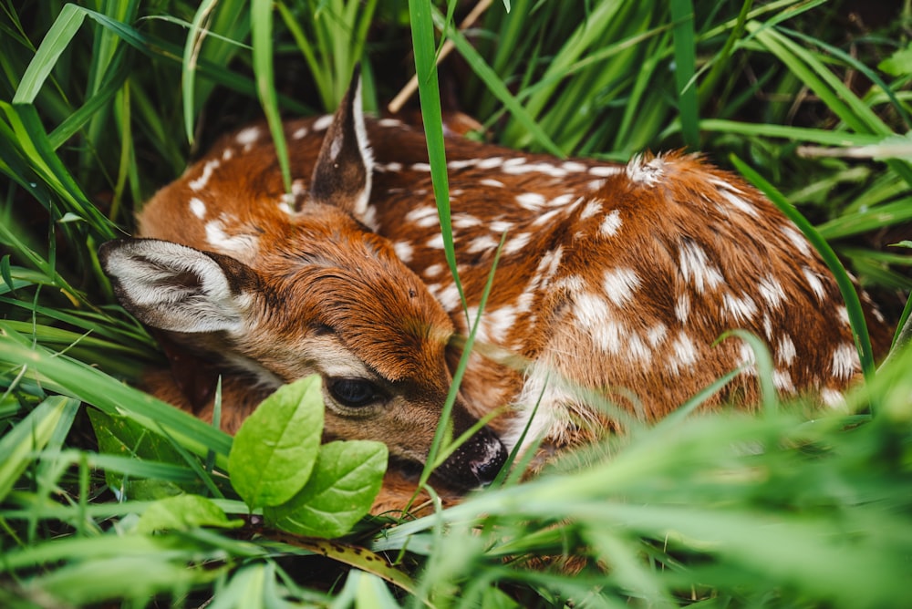 brown and white spotted deer on green grass during daytime