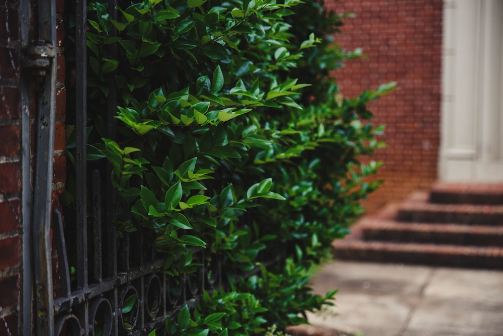 green plant beside brown brick wall